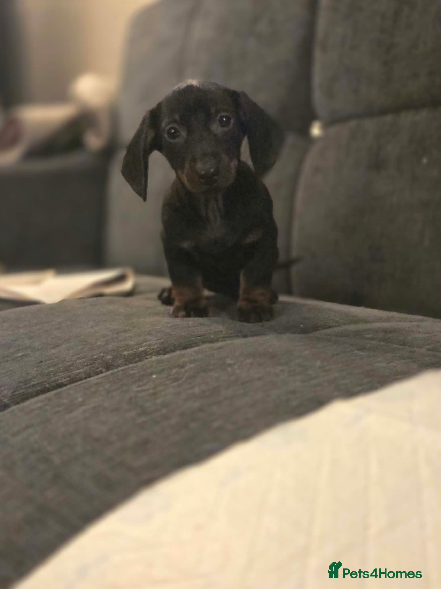 Miniature Dachshund dogs for sale: Gorgeous miniature dachshunds - Advert 1