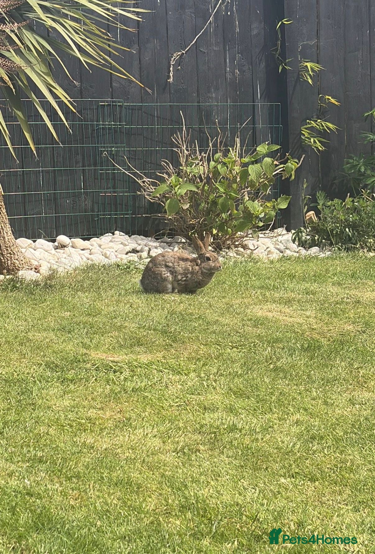 Mixed Breed rabbits Female rabbit mixed breed  - Advert 10