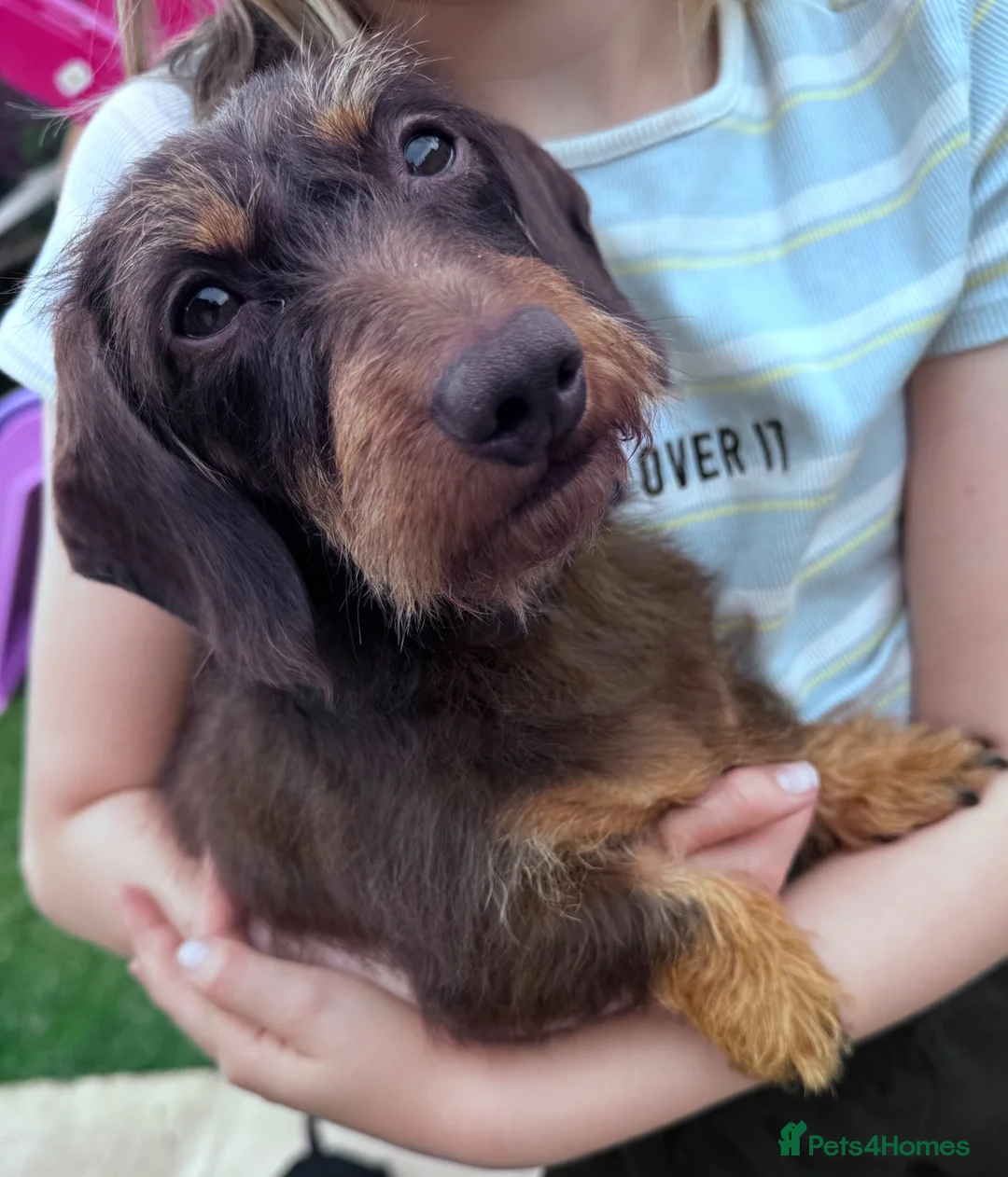 Miniature Dachshund dogs for sale: Miniature Wire dachshund  - Advert 2