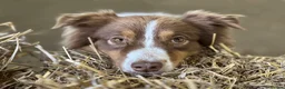 Australian Shepherd dogs for sale: EXPECTED LITTER OF AUSTRALIAN SHEPHERD PUPPIES  - Advert 18