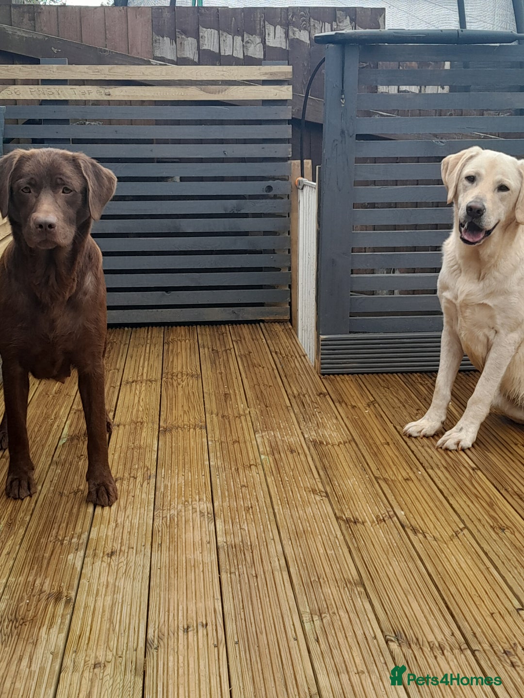 Labrador Retriever dogs for sale: Labrador Puppies Vet checked Ready to be rehomed - Advert 6