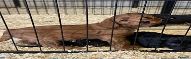 Cockapoo 7