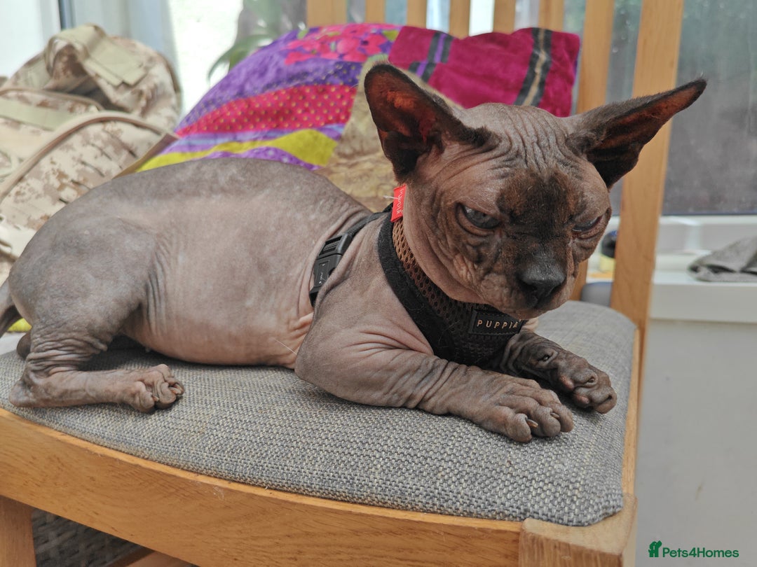 Sphynx cats for sale: Sphynx Bambino for sale with blue eyes  - Image 3