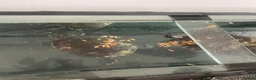 Terrapin reptiles for sale: Yellow belly river terrapins  in Port Talbot - Advert 9