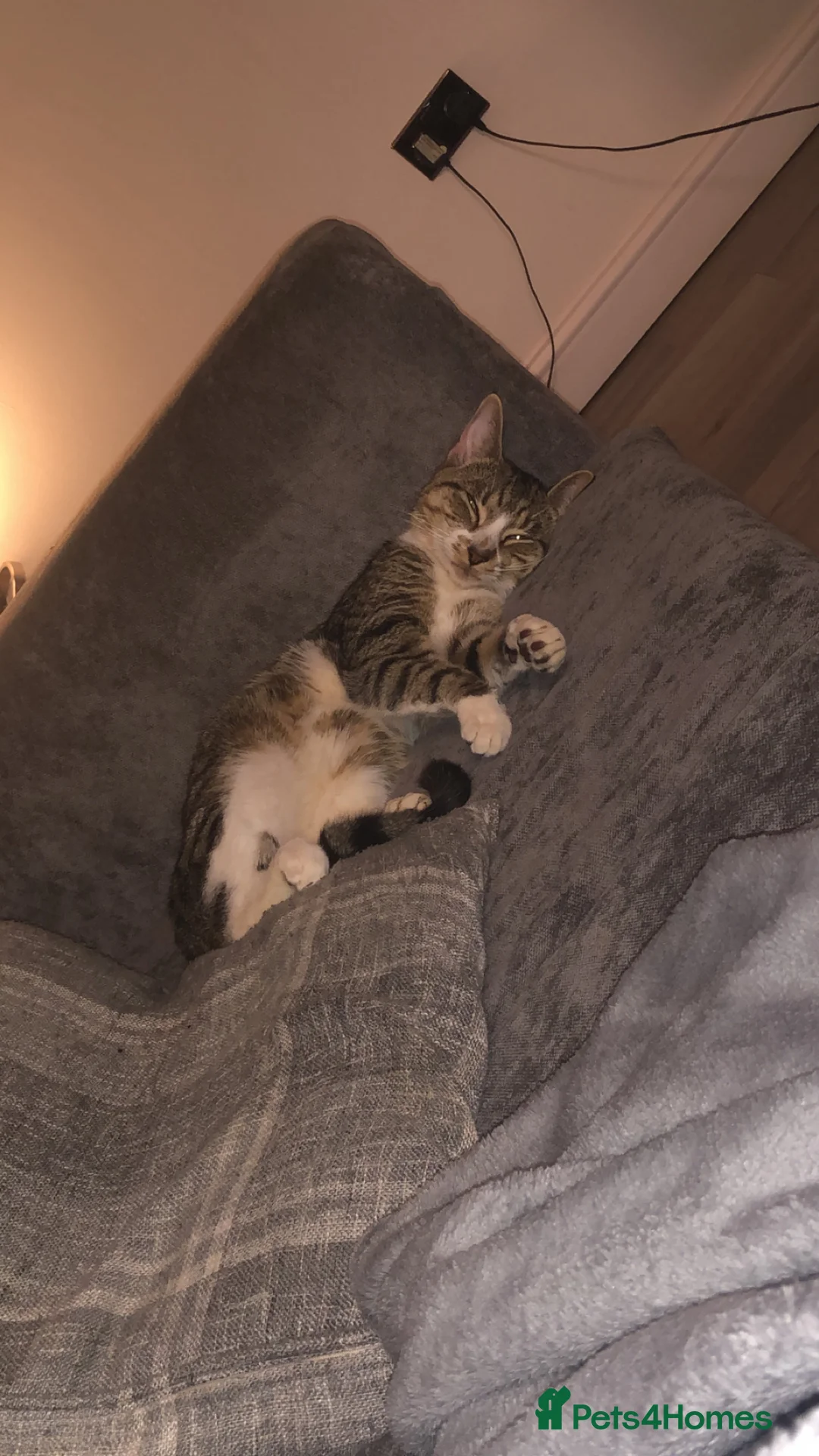 Mixed Breed cats for sale: Beautiful kitten  - Advert 3