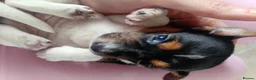 Jack Russell dogs for sale: Full pedigree jack russell pups  in Middlesbrough - Advert 16