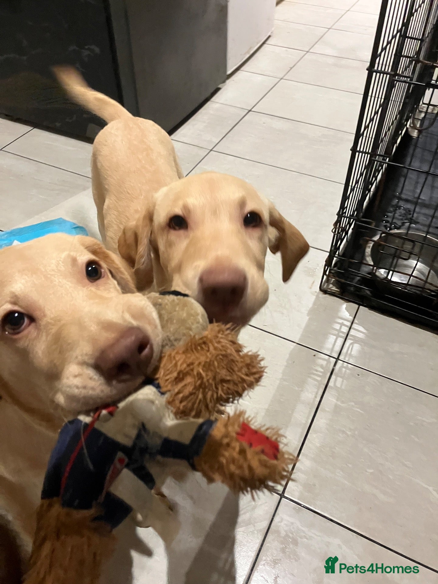 Labrador Retriever dogs Gorgeous Labrador Puppies, ready for forever homes - Advert 2