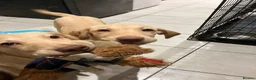 Labrador Retriever dogs for sale: Gorgeous Labrador Puppies, ready for forever homes - Advert 1