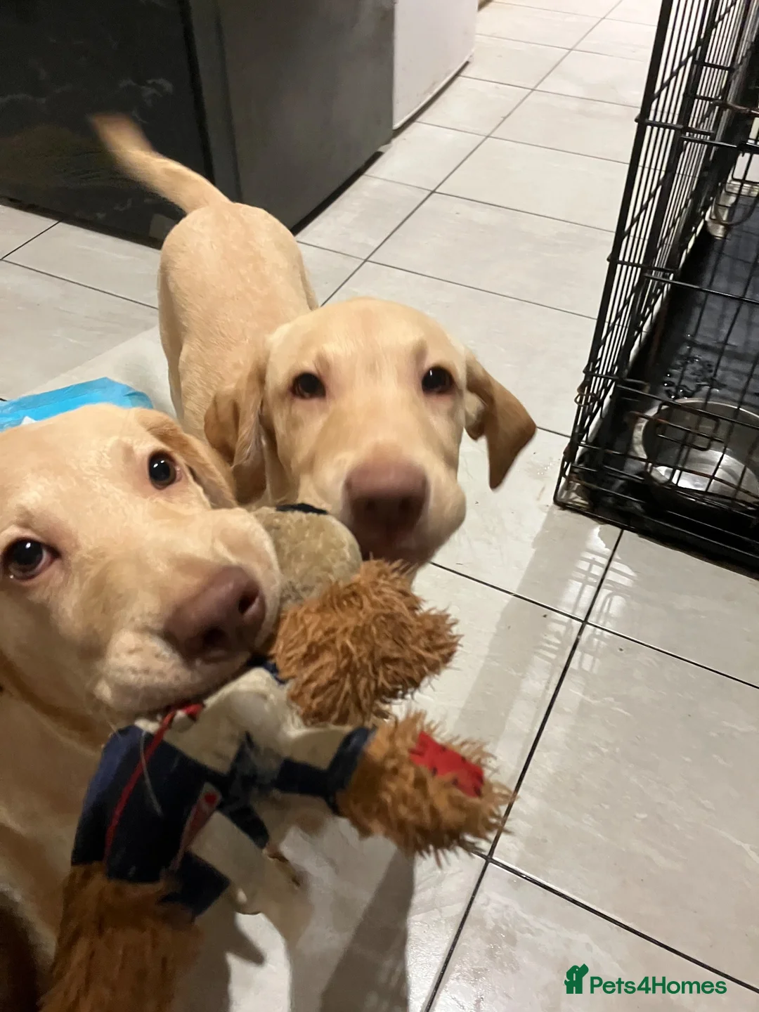 Labrador Retriever dogs for sale: Gorgeous Labrador Puppies, ready for forever homes - Advert 1