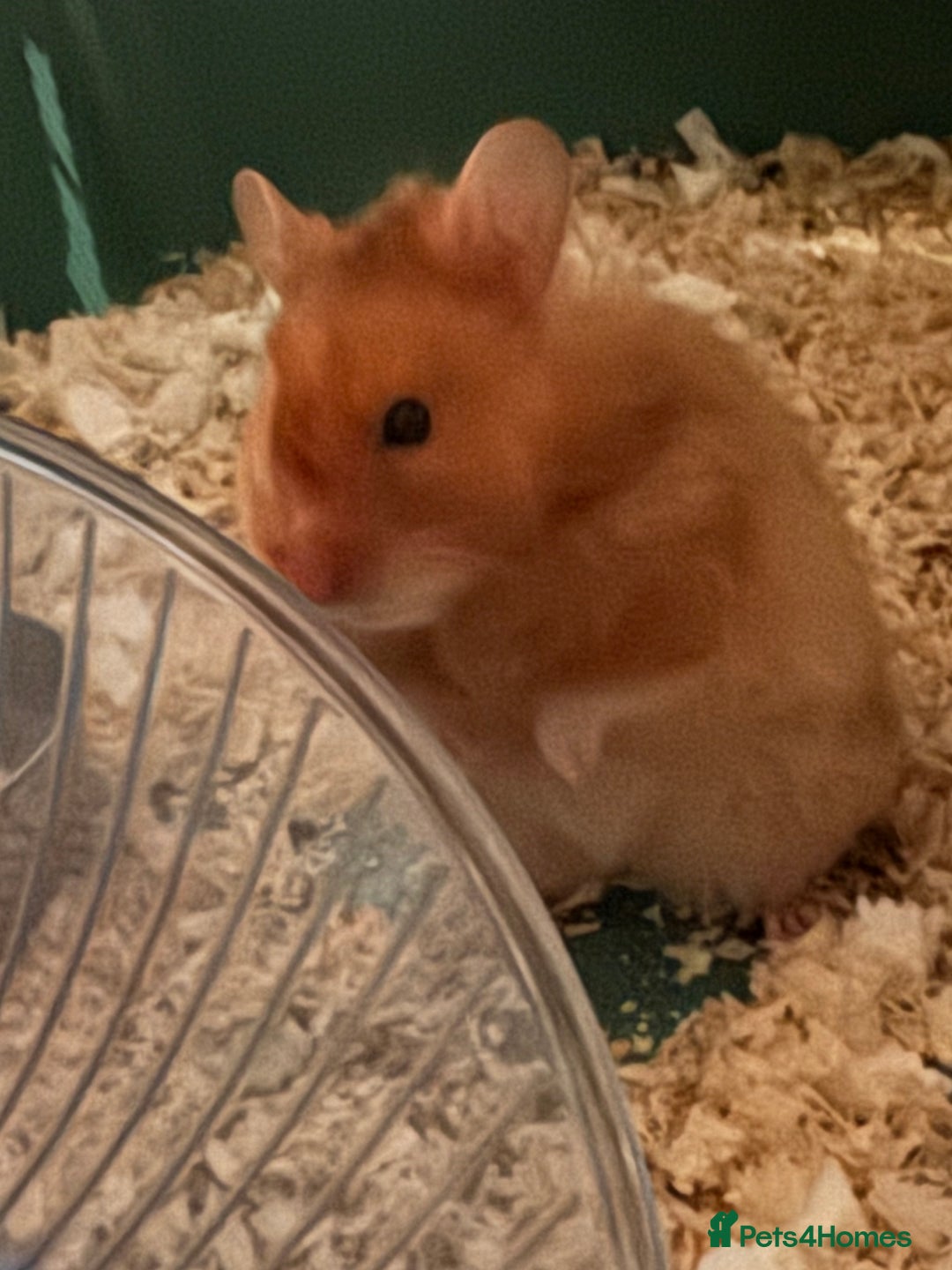 Hamster rodents for sale: Hámster  - Advert 1