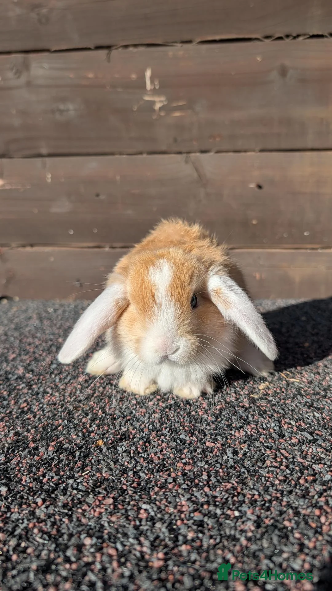 Mini Lion Lop rabbits for sale: Mini lion lops bunnies  in Exeter - Advert 17