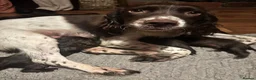 Sprocker dogs for sale: F1 sprocker puppies - Advert 8