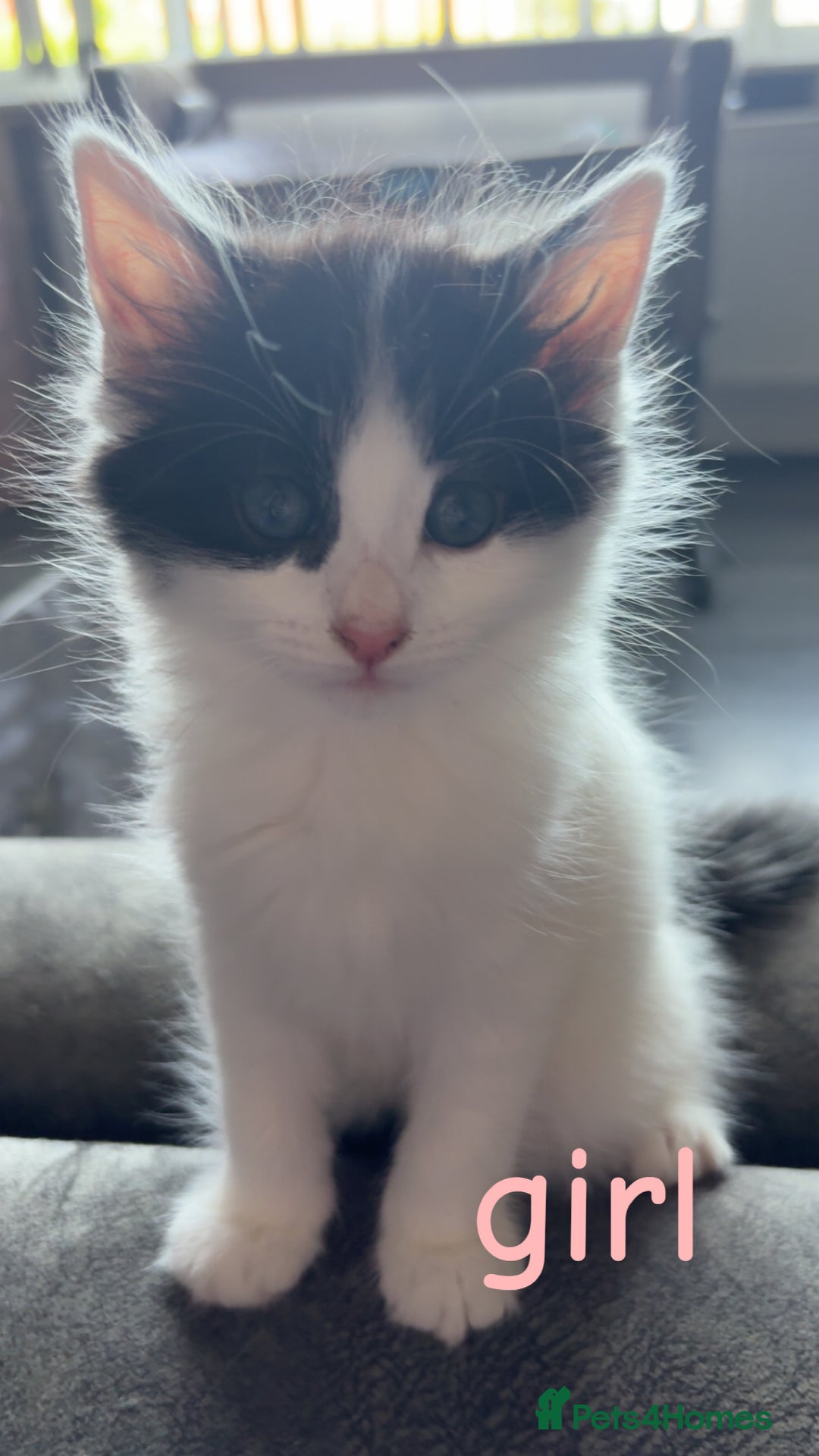 Domestic Shorthair cats for sale: 2 Black and White Kittens for sale - Image 3