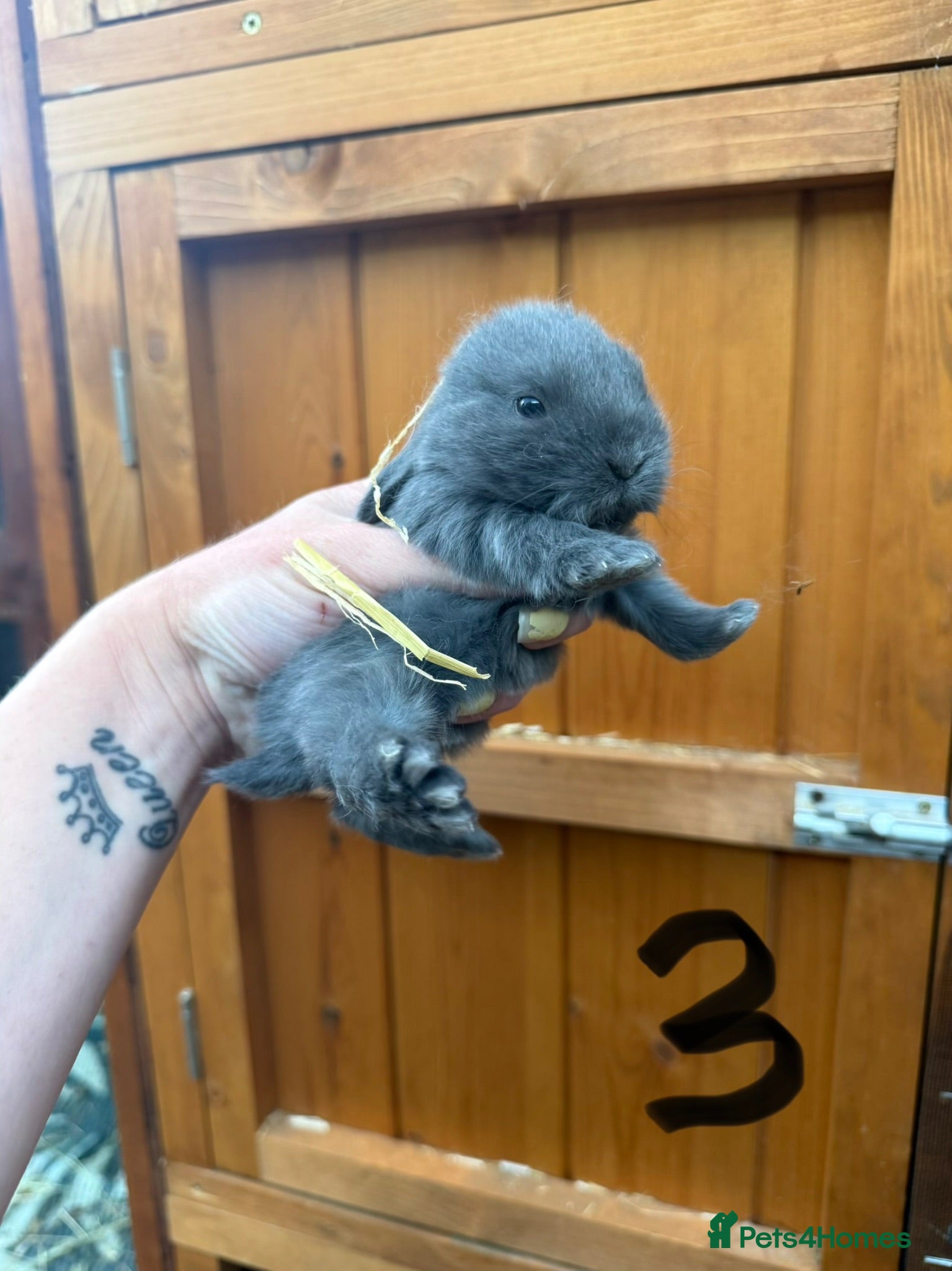 Mini Lop rabbits Blue & Lilac Pure Mini Lops 🩶 - Advert 1