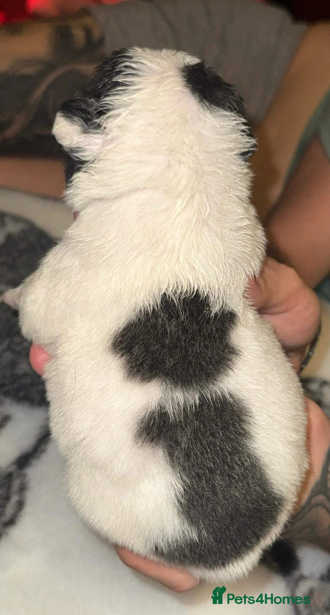 French Bulldog dogs for sale: Visual fluffy French bulldogs  - Advert 12