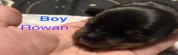Mixed Breed dogs for sale: Stunning daxi cross pups  in Harleston - Advert 28