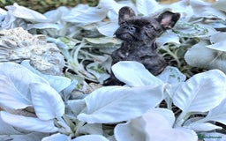 French Bulldog dogs for sale: Wire haired frenchie - Image 2
