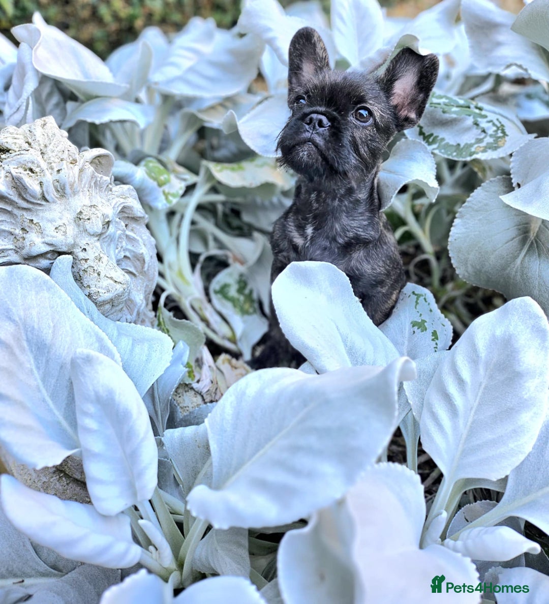 French Bulldog dogs for sale: Wire haired frenchie - Image 2