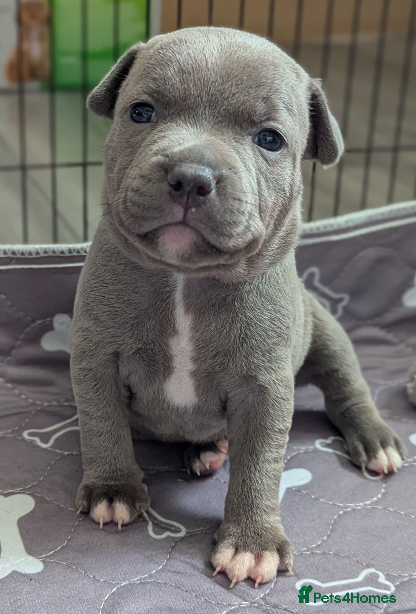 Staffordshire Bull Terrier dogs Kc blue Staffordshire bull terrier puppies  - Advert 9