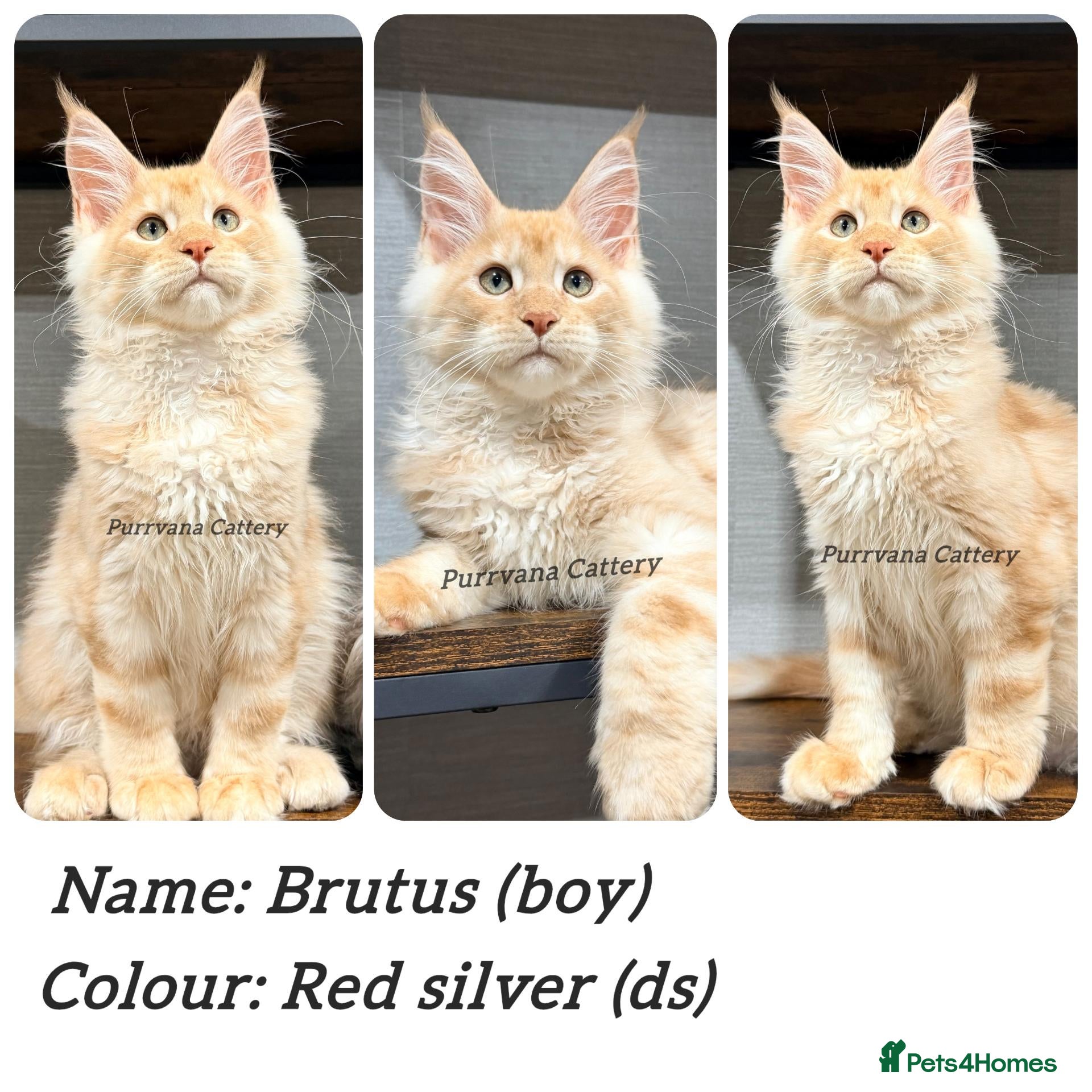 Maine Coon cats TICA registered Maine coon kittens  - Advert 2