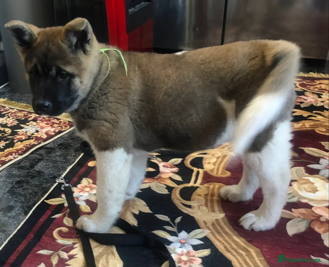 Akita dogs for sale: 7 bear faced American Akitas puppies  - Advert 2