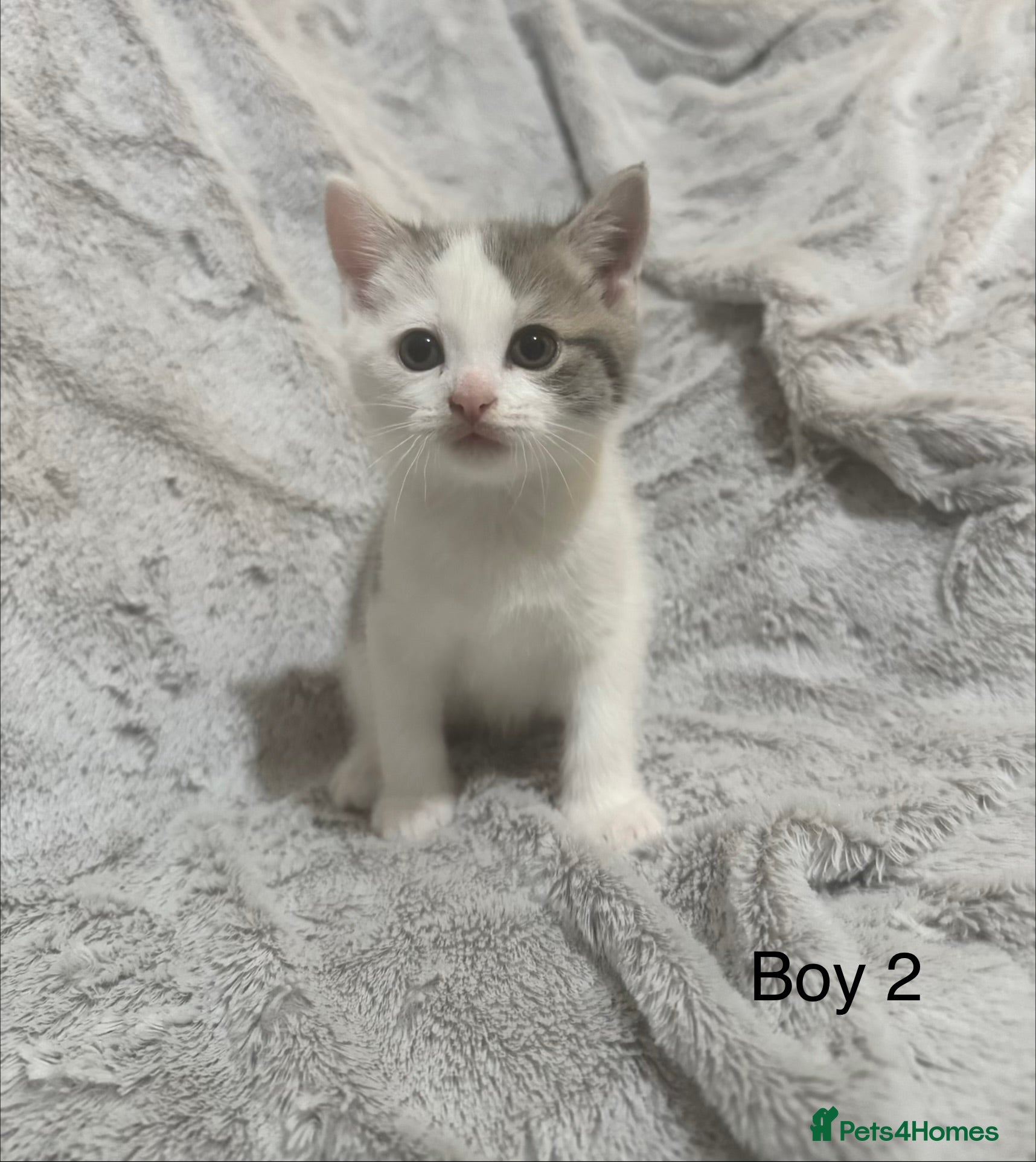 Mixed Breed cats Kittens for sale - Advert 1