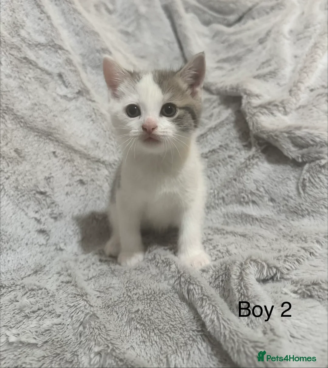 Mixed Breed cats for sale: Kittens for sale - Advert 1