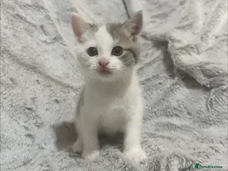 Mixed Breed cats Kittens for sale - Advert 6