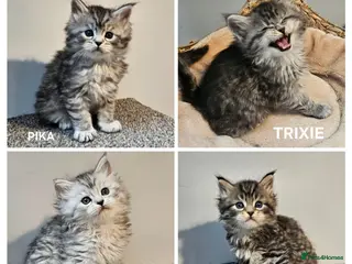 Maine Coon cats Large Maine Coon kittens European bloodline - Advert 6