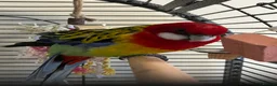 Parrots birds for sale: Eastern Rosella Parrot - Advert 2