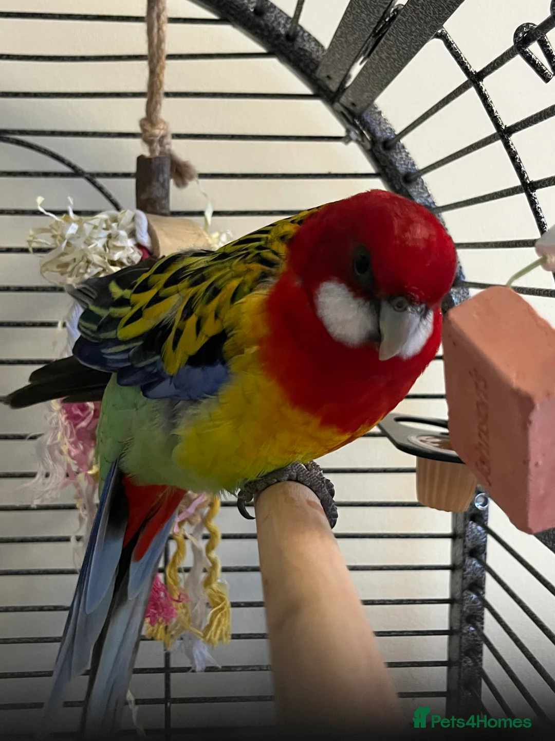 Parrots birds for sale: Eastern Rosella Parrot - Advert 2