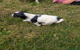 English Springer Spaniel dogs for sale: 8week old springer spaniels - Image 14