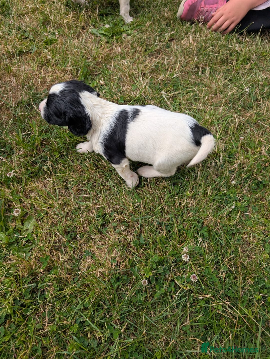 English Springer Spaniel dogs for sale: 8week old springer spaniels - Image 14