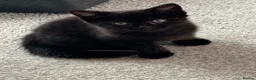 Mixed Breed cats for sale: Kittens - Advert 3