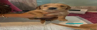 Golden Retriever 5