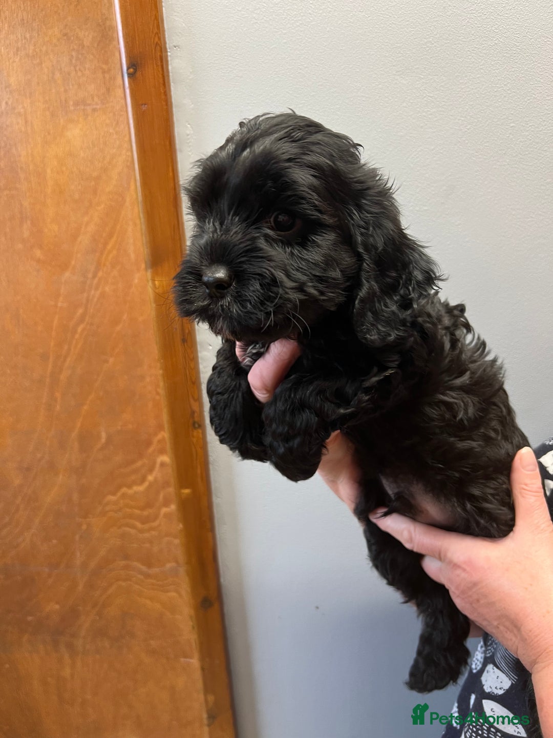 Cavapoo dogs for sale: Cavapoo puppies  - Image 6