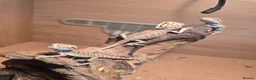 Bearded Dragon reptiles for sale: Baby bearded dragon  in Bridgend - Advert 9