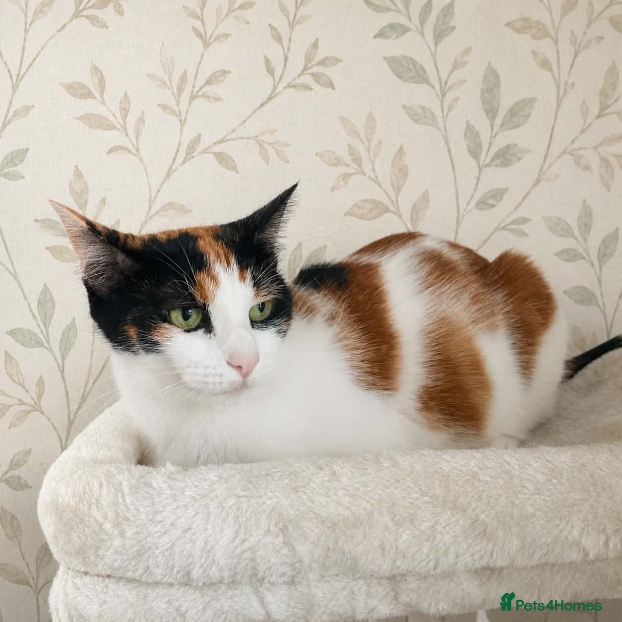 Mixed Breed cats Gorgeous kitten  - Advert 13