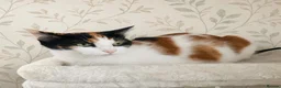 Mixed Breed cats for sale: Gorgeous kitten  - Advert 1