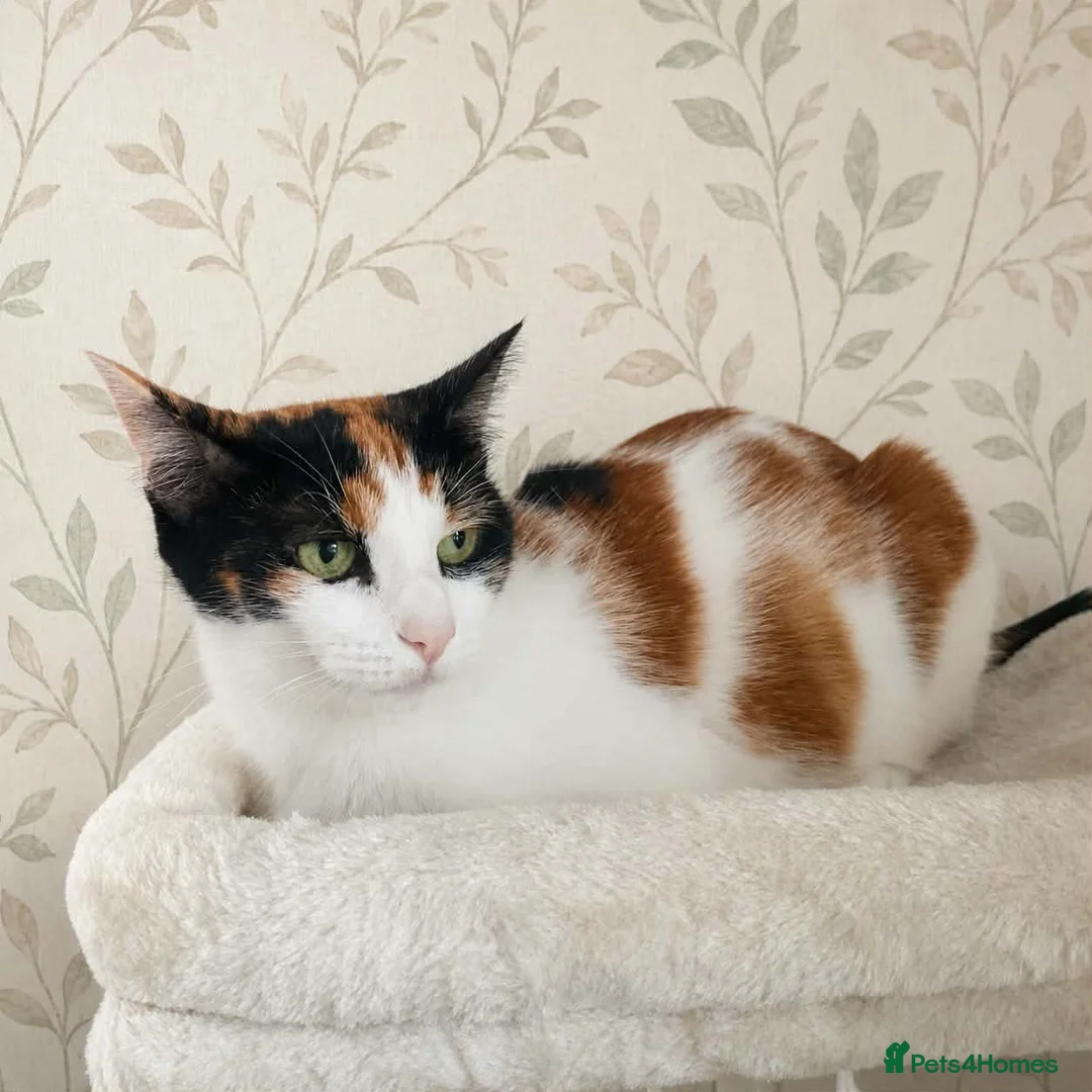 Mixed Breed cats for sale: Gorgeous kitten  - Advert 1
