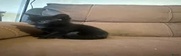 Mixed Breed cats for sale: Beautiful kittens - Advert 9