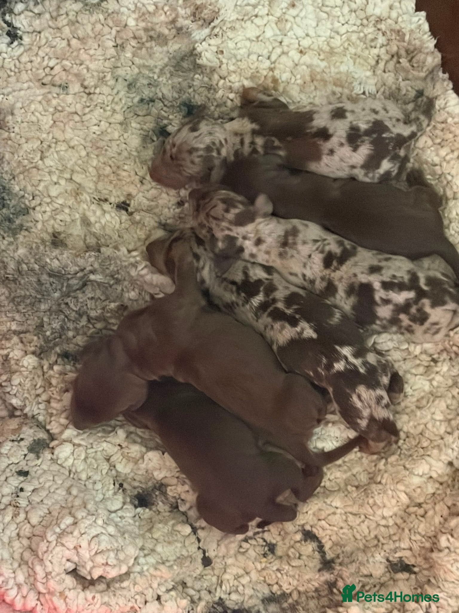Miniature Dachshund dogs Ready now Miniature dachshund puppies plz read des - Advert 1
