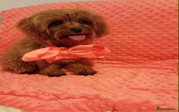 Cavapoo dogs for sale: Absolutely gorgeous toy size cavapoo girl - Image 3