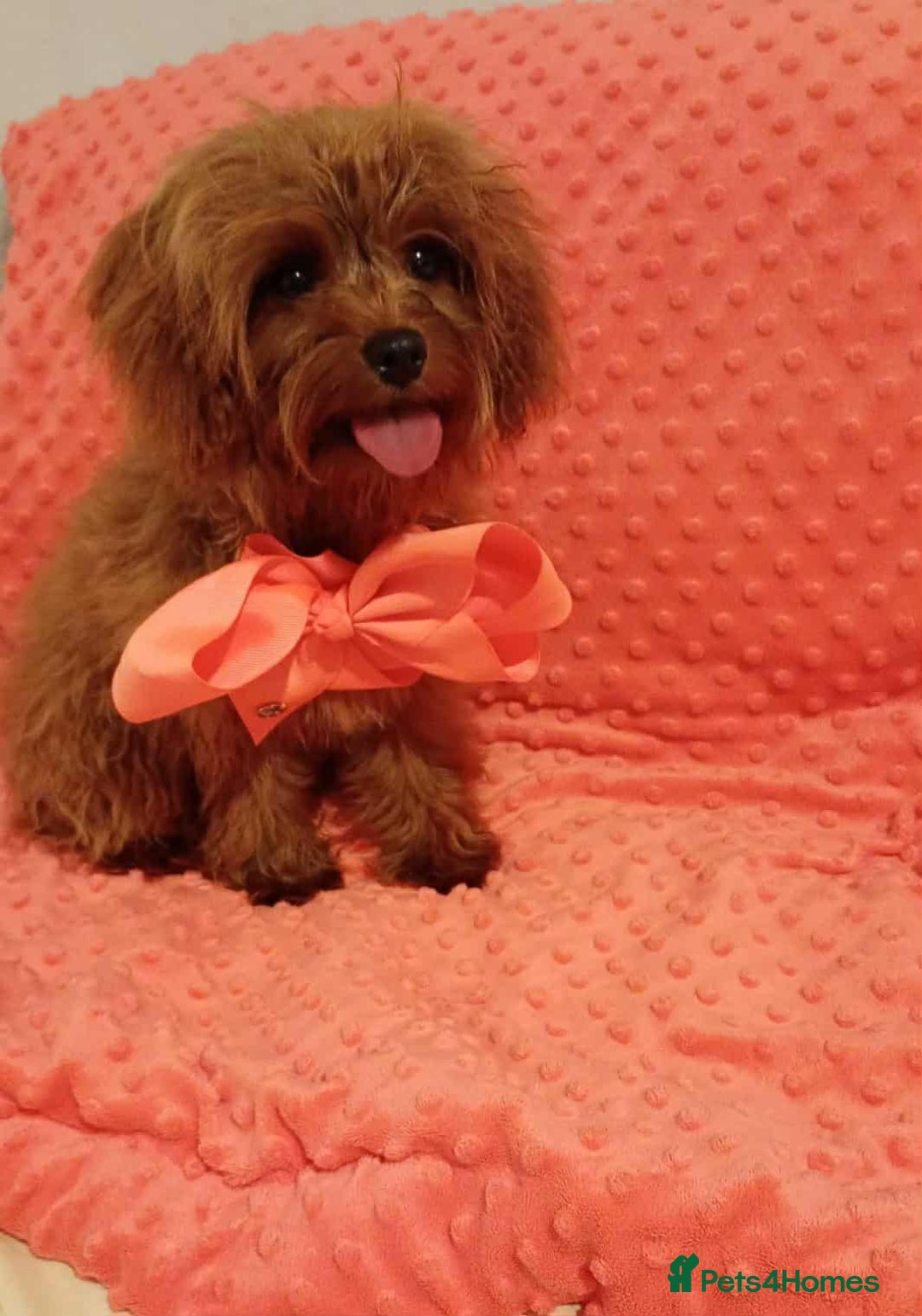 Cavapoo dogs for sale: Absolutely gorgeous toy size cavapoo girl - Image 3