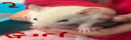 Rat rodents for sale: Dumbo rats in Manningtree - Advert 7