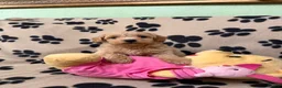 Poochon dogs for sale: ***Beautiful Poochon puppies Boys and Girls*** - Advert 7