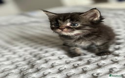 American Shorthair cats for sale: 🌟Adorable kittens now ready 4 forever home🌟 - Image 10