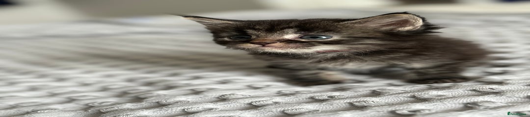 Red American Shorthair Kitten 8