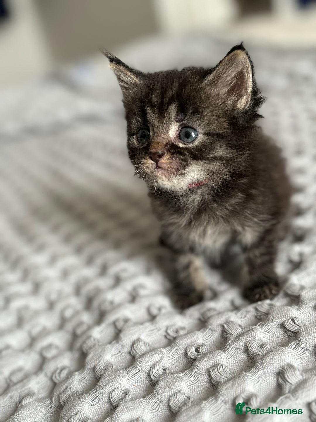 American Shorthair cats for sale: 🌟Adorable kittens now ready 4 forever home🌟 - Image 10