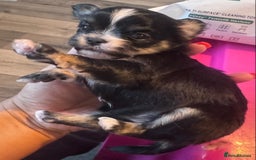 Mixed Breed dogs for sale: Tini Malchi puppies  - Image 16